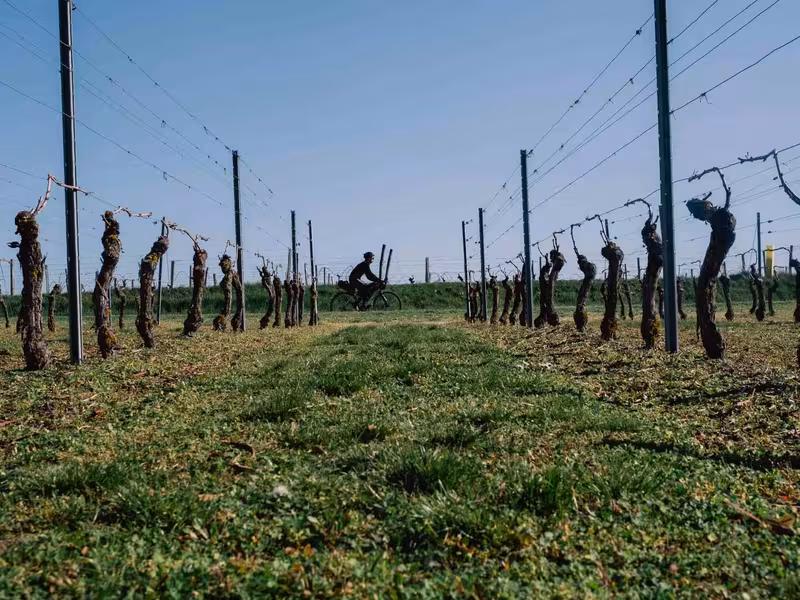 gravel au milieu des vignes de Saint-Pourçain