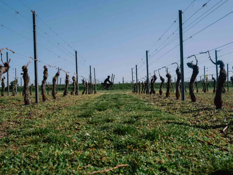 gravel au milieu des vignes de Saint-Pourçain