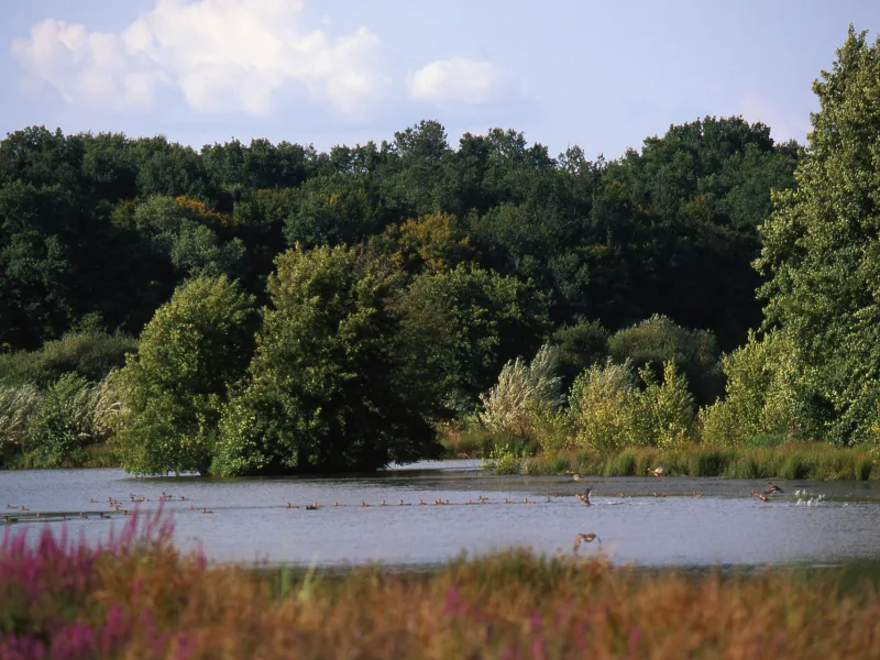 Les étangs de la Sologne Bourbonnaise