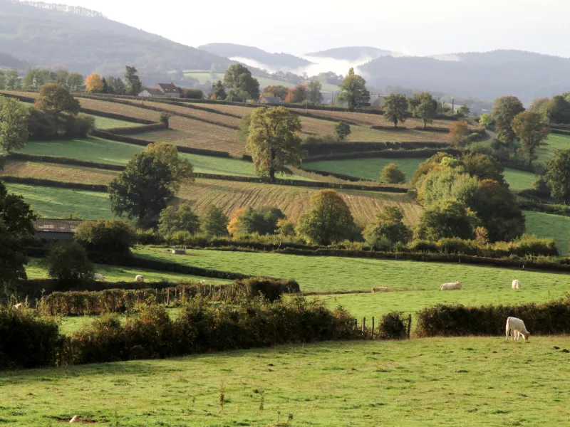 Paysage de bocage vers Quarré-les-Tombes