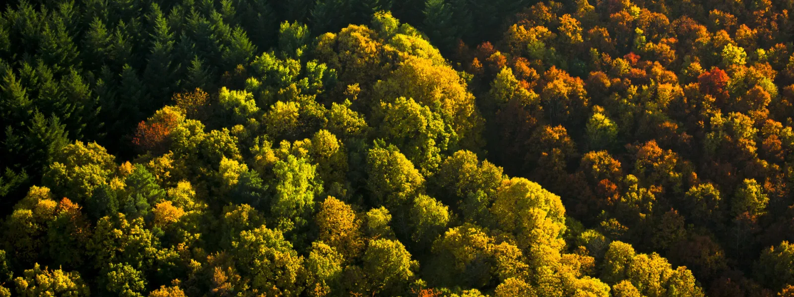 Forêt du Morvan en Automne