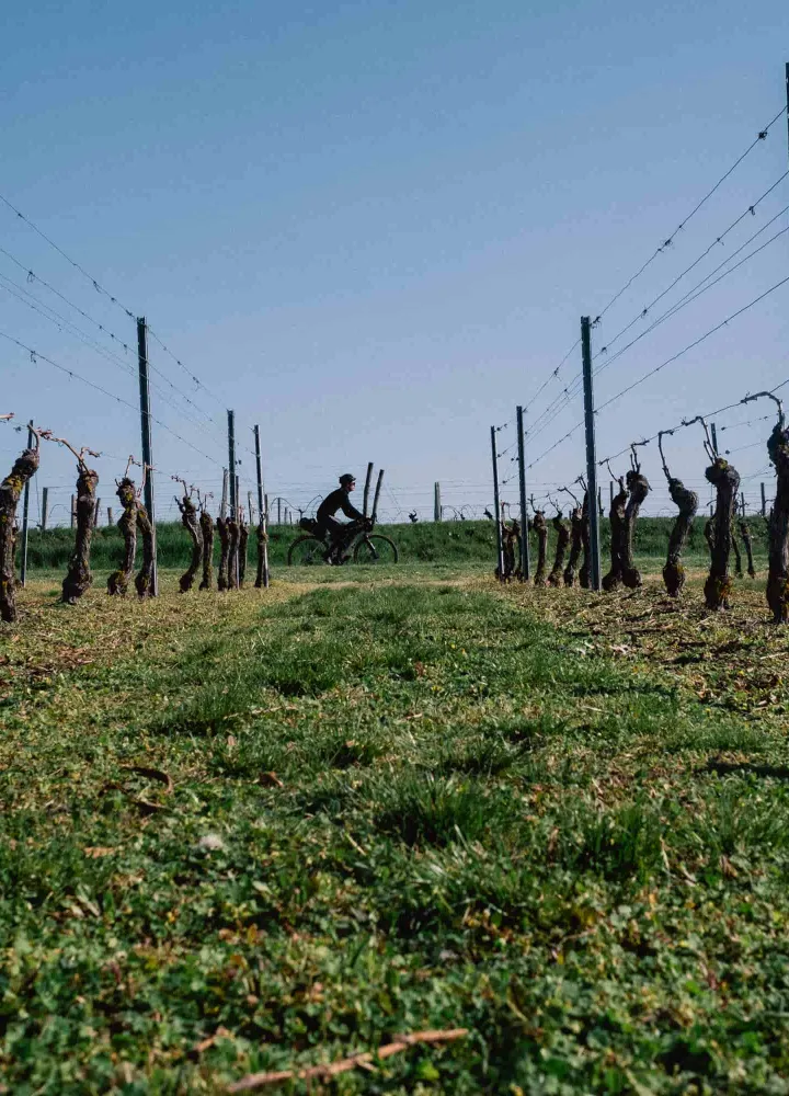gravel au milieu des vignes de Saint-Pourçain