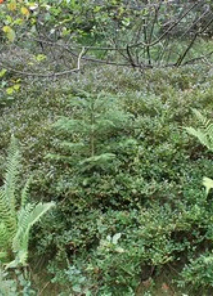 Buisson de myrtilles sauvages sur le Haut-Folin