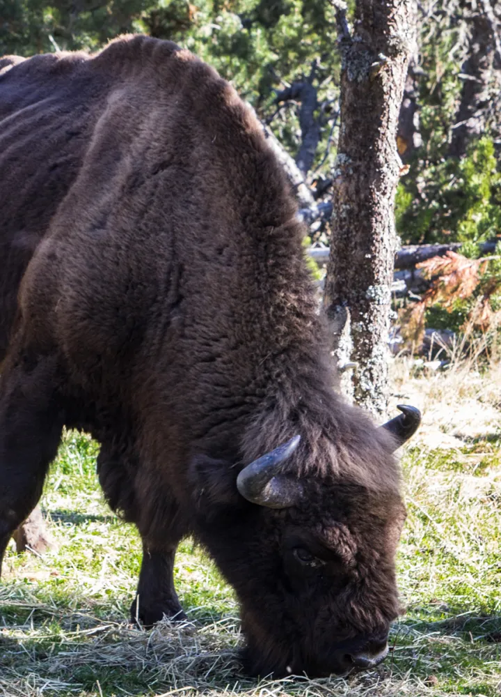 Réserve des bisons d'Europe en été