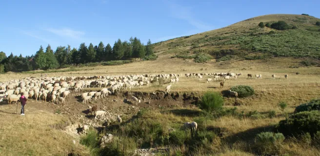 L'Esperou / Le Vigan