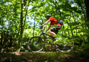 vététistes en forêt