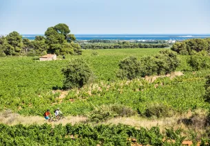 VTT dans les vignes avec vue étang de Thau/Méditerranée