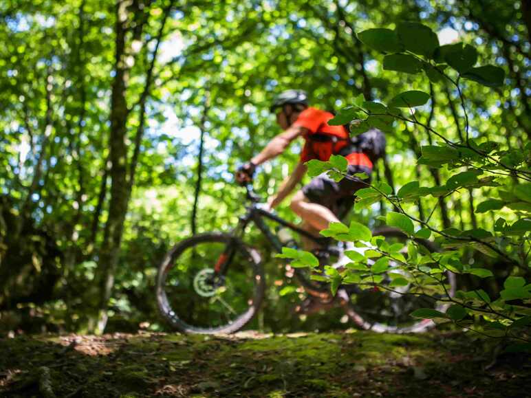 vététistes en forêt